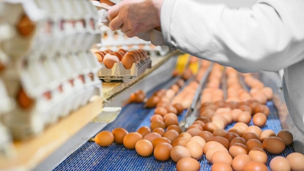 Eggs On Converyor 1024x576